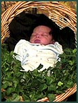 sleeping baby posed in a basket of leaves