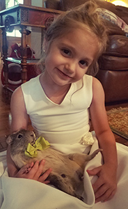 Caucasian little girl holding a guinea pig